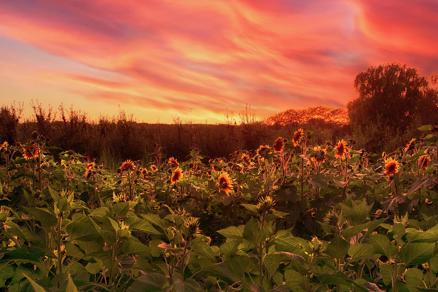 Sunflower Field Photograph by Joann Vitali