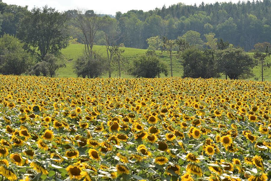 Sunflower Field Photograph by Judy Genovese