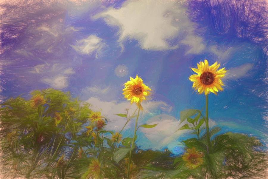 Sunflower Field Photograph by Judy Vincent
