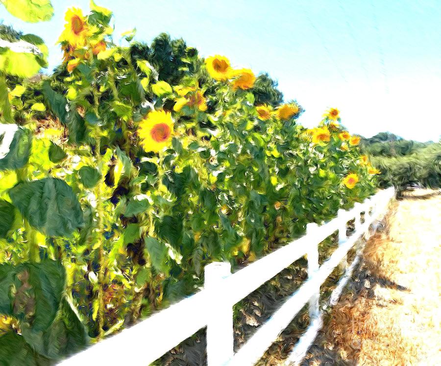 Sunflower Field Photograph by Katherine Erickson