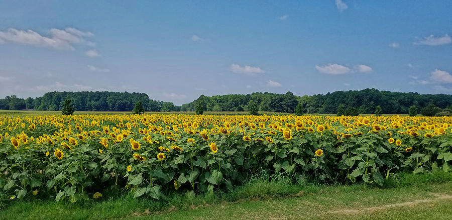 Sunflower Field Photograph by Ken Fullerton