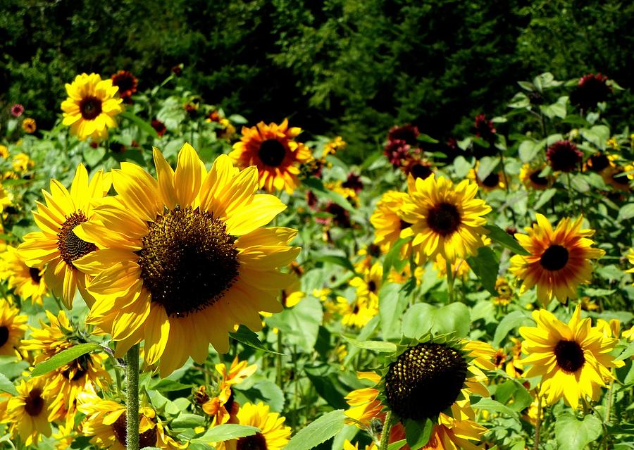 Sunflower field Photograph by Lynn Hunt