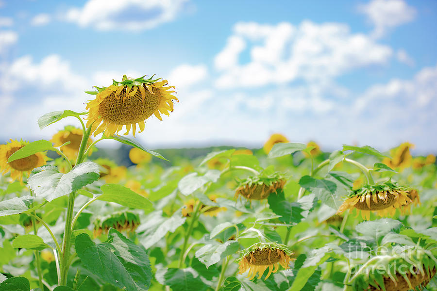 Sunflower Field of Dreams Photograph by JCV Freelance Photography LLC
