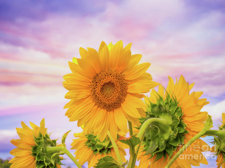 Sunflower Field Of Light Two Digital Art