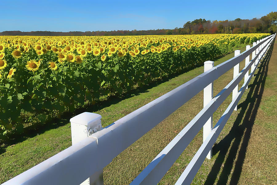 Sunflower Field on a Diagonal Photograph by Bill Swartwout