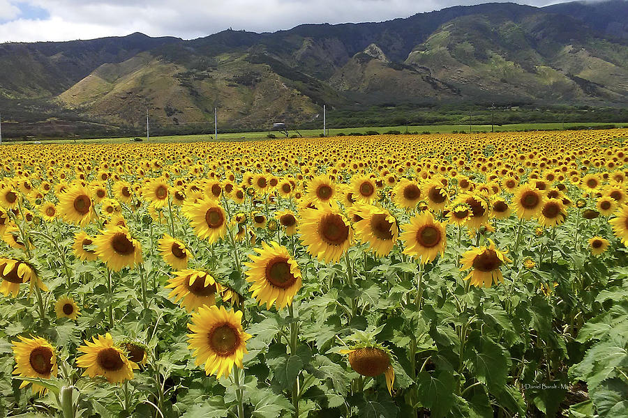 Sunflower Field on Maui Photograph by Daniel Baralt Pixels