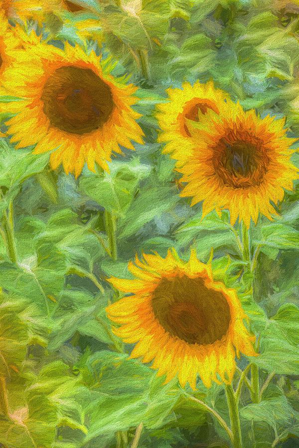 Sunflower Field Palette And Knife   1 Photograph