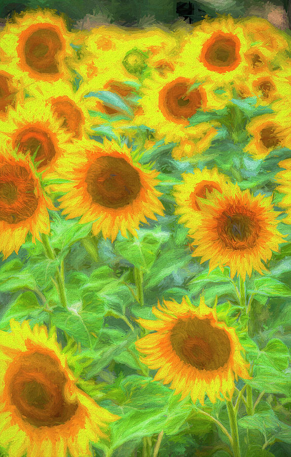 Sunflower Field Palette And Knife Photograph