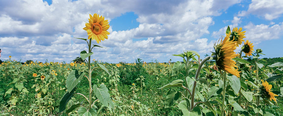 Sunflower Field Panorama Photograph by Carolyn Hutchins