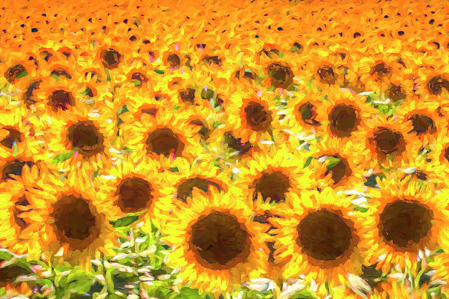 Sunflower Field Pastel Art Photograph