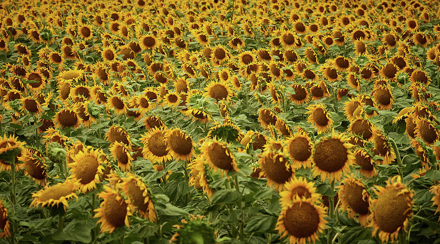 Sunflower field Photograph by Paul Freidlund