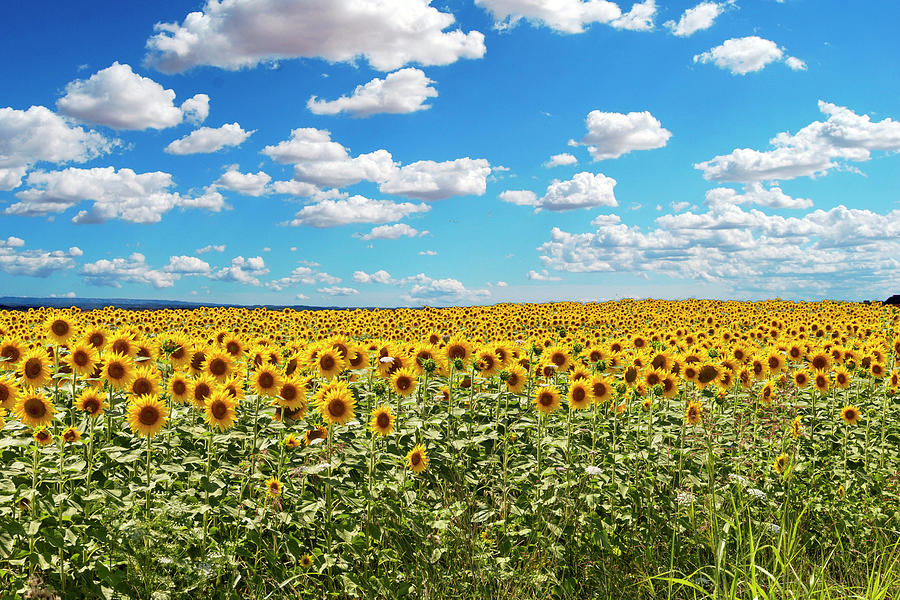 Sunflower field Photograph by Pietro Ebner