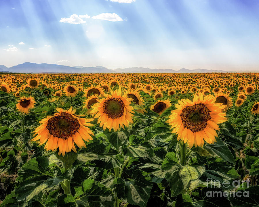 Sunflower Field Photograph by Roxie Crouch
