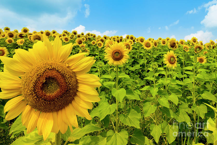 Sunflower Field Photograph by Sturgeon Photography