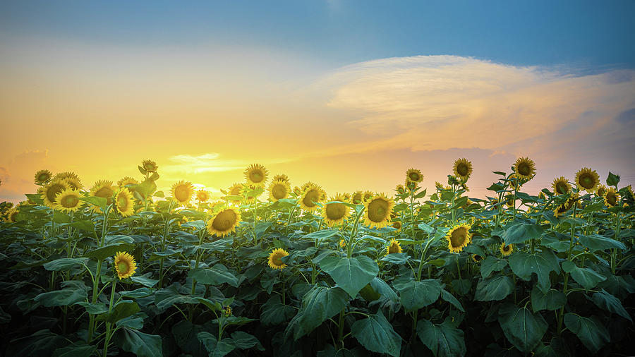 Sunflower Field Sunset Alabama Photograph by Jordan Hill