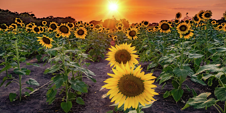 Sunflower Field Sunset Panorama - Lawrence Kansas Farm Photograph