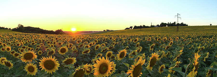 Sunflower field sunset panorama Photograph by Sean Hannon