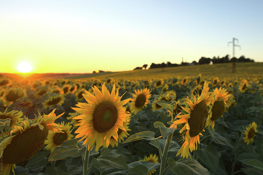 Sunflower field sunset Photograph by Sean Hannon
