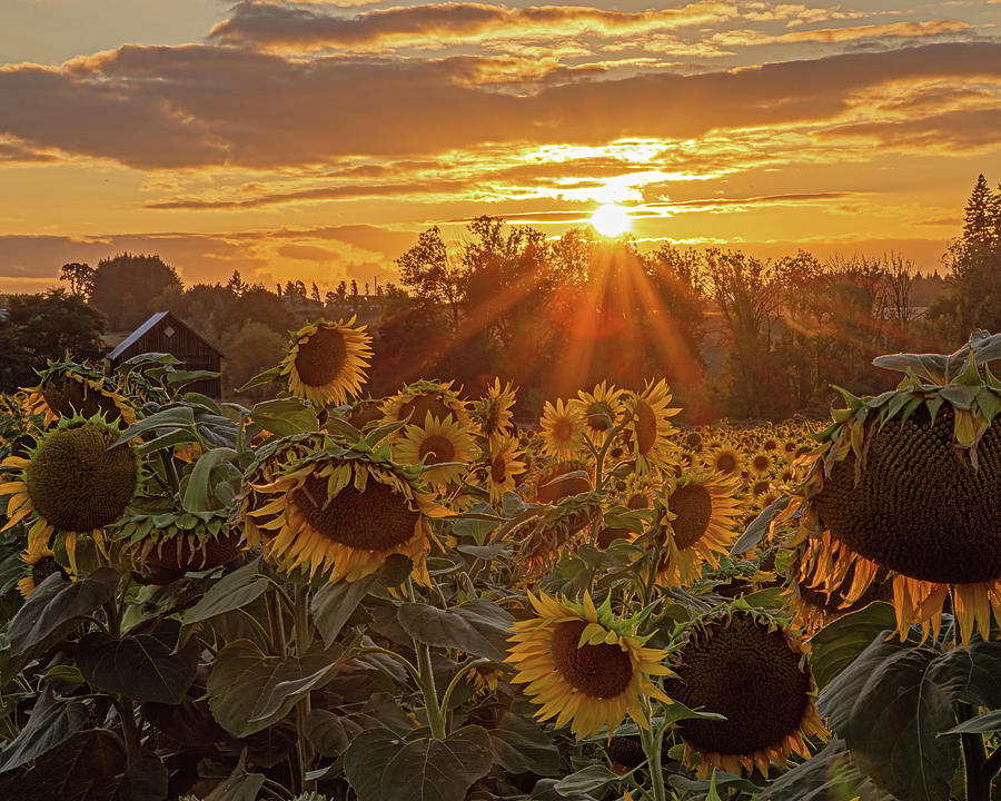 Sunflower field Photograph by Ulrich Burkhalter