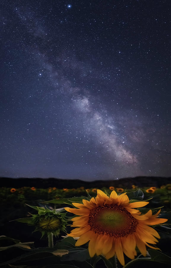 Sunflower Field Under Milkyway Photograph by Susan Candelario