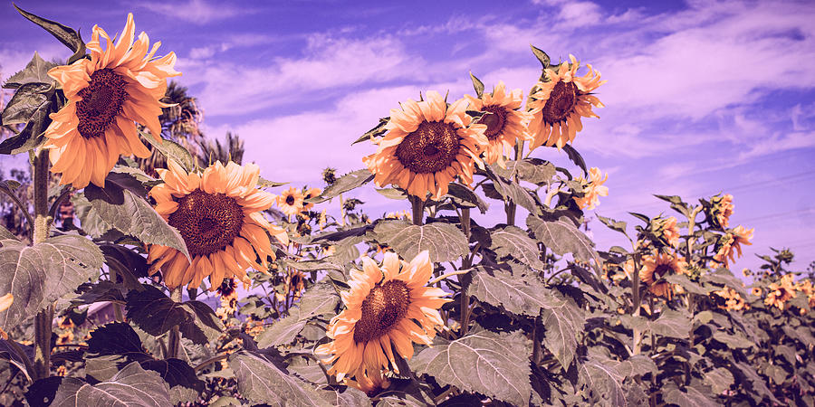 Sunflower Field With Lavender Sky Photograph