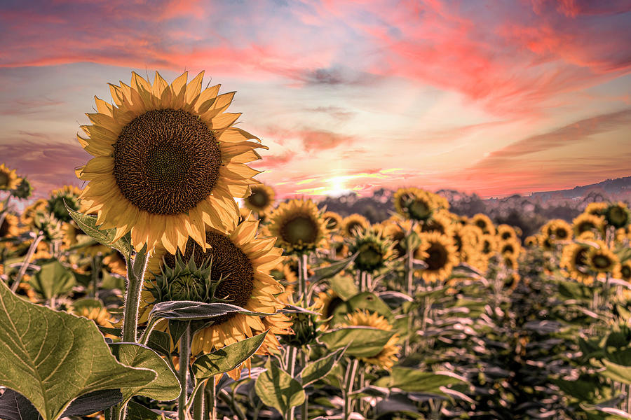 Sunflower field with pink sky Photograph by Jackie Nix - Fine Art America