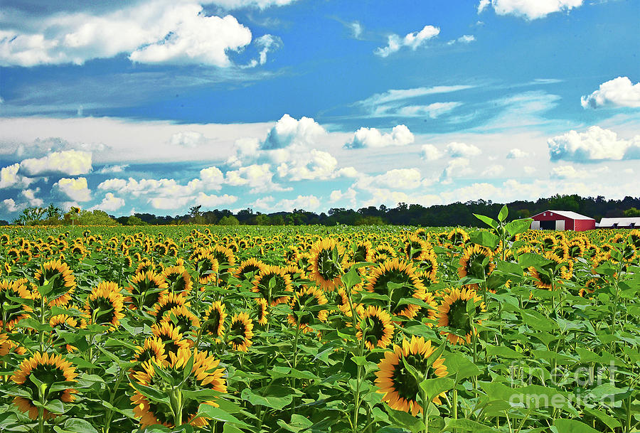 Sunflower Fields Back View Photograph