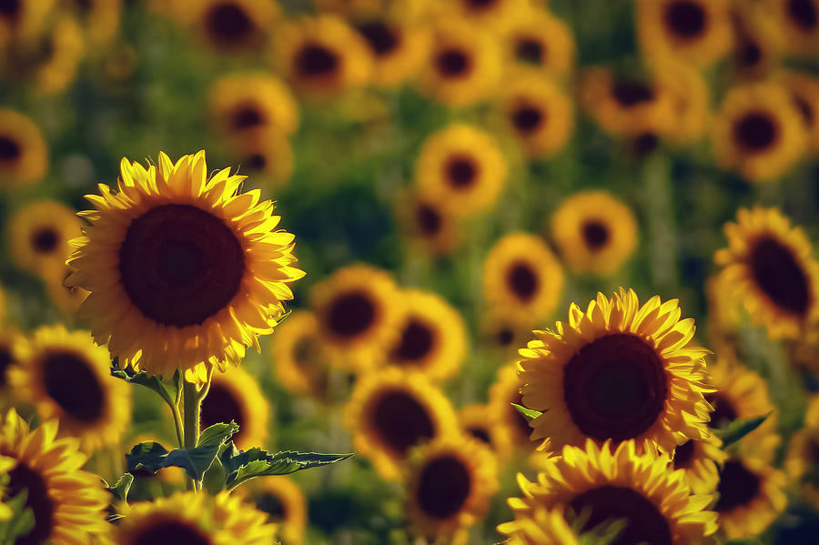 Sunflower Fields Photograph by Candice Dyreson - Fine Art America