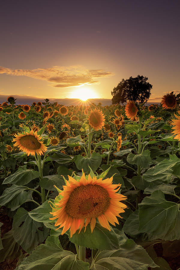 Sunflower Fields Photograph by Erick Castellon - Fine Art America