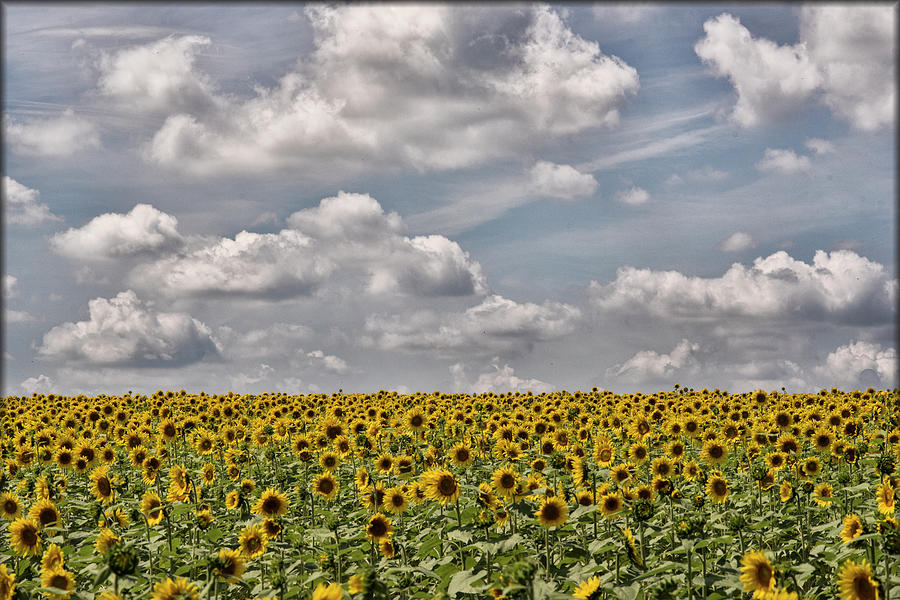 Sunflower Fields Photograph by Erika Fawcett