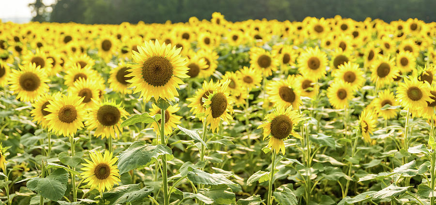 Sunflower Fields Forever Photograph by Debbie Karnes