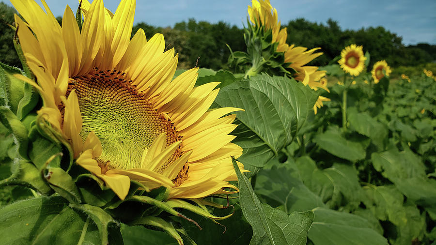 Sunflower Fields Forever Photograph