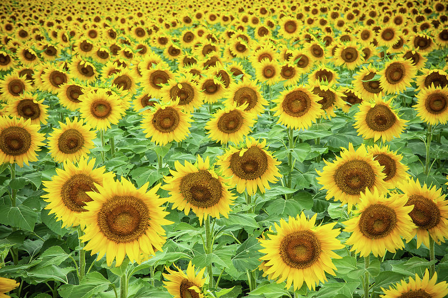 Sunflower Fields Forever Photograph by Steven Bateson