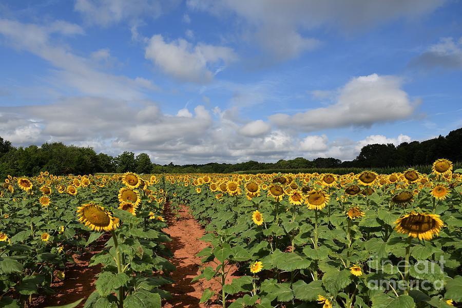 SC Sunflower Fields Photograph by Julie Adair