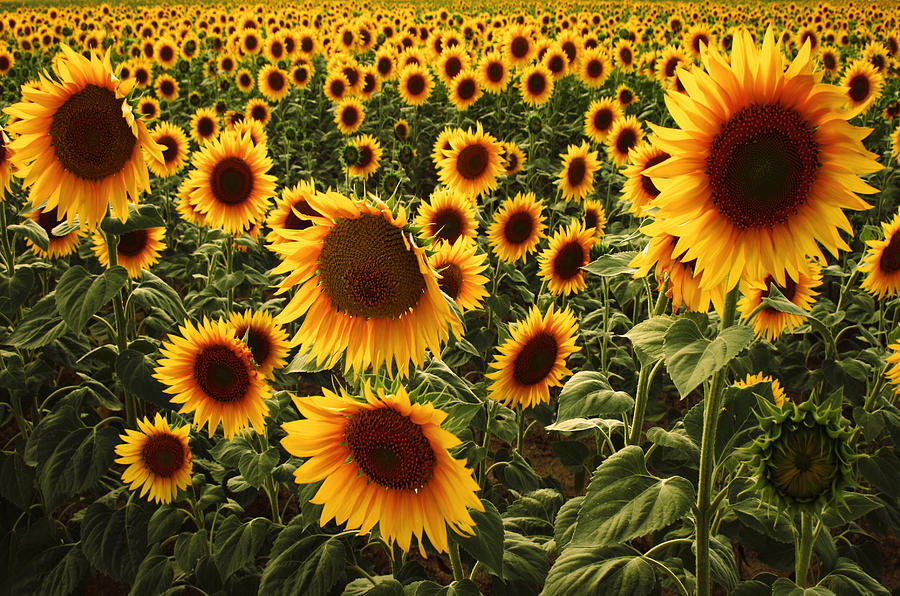 Sunflower fields - Konya, Turkey Photograph by Zeynep Thomas