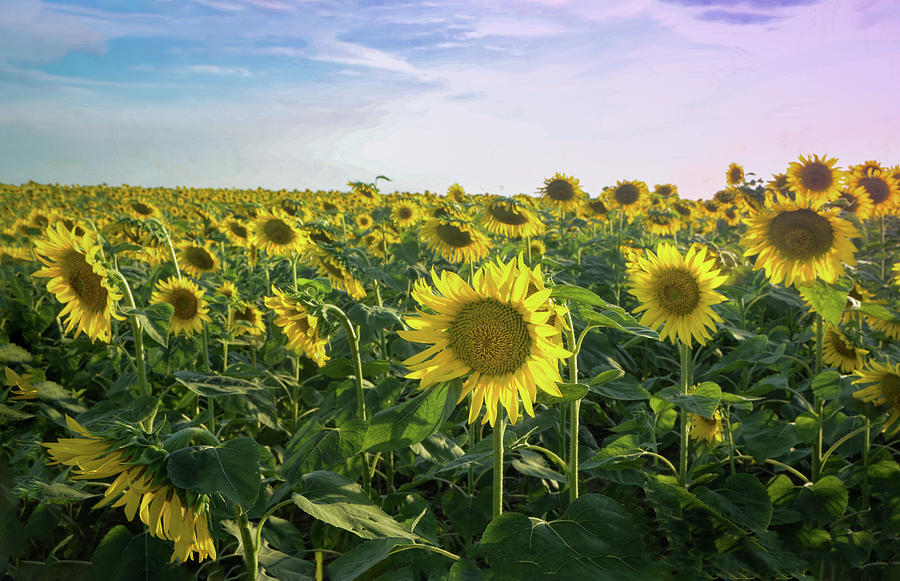 Sunflower Fields Photograph by Mary Lynn Giacomini - Fine Art America