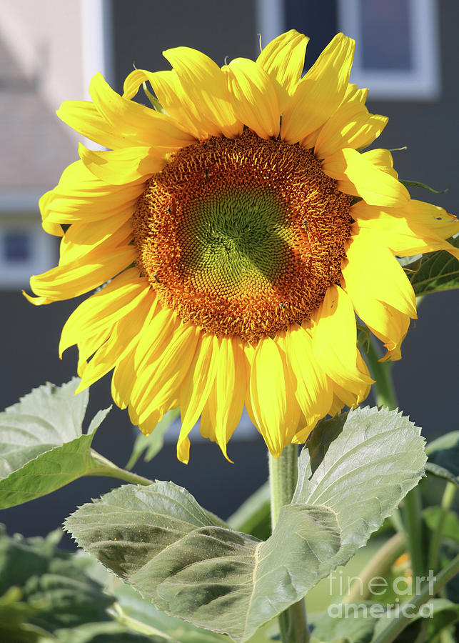 Sunflower Fills the Frame Photograph by Carol Groenen