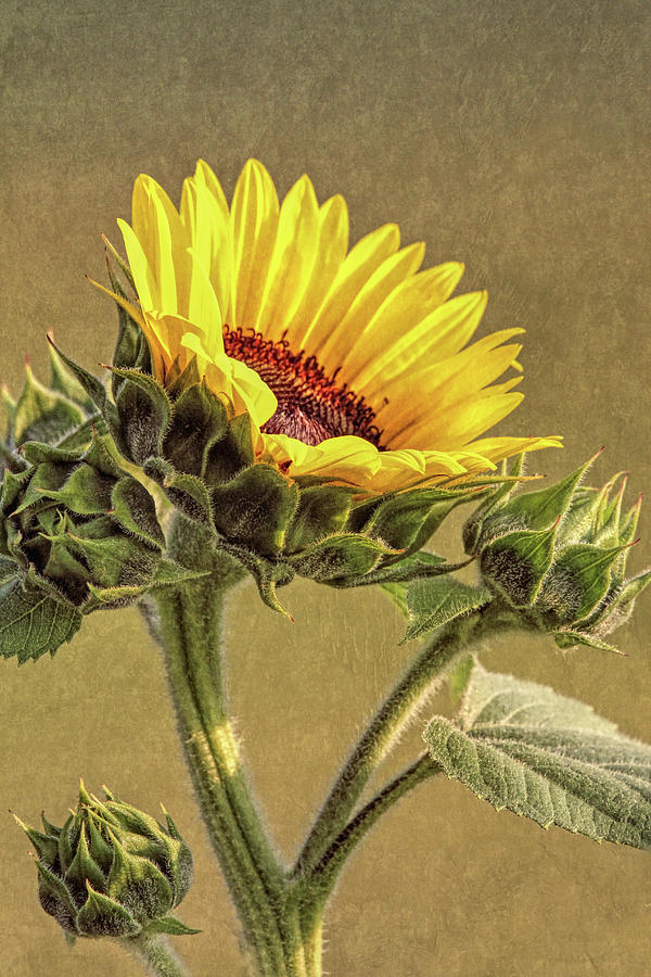 Sunflower Floral Portrait Photograph by Jennie Marie Schell