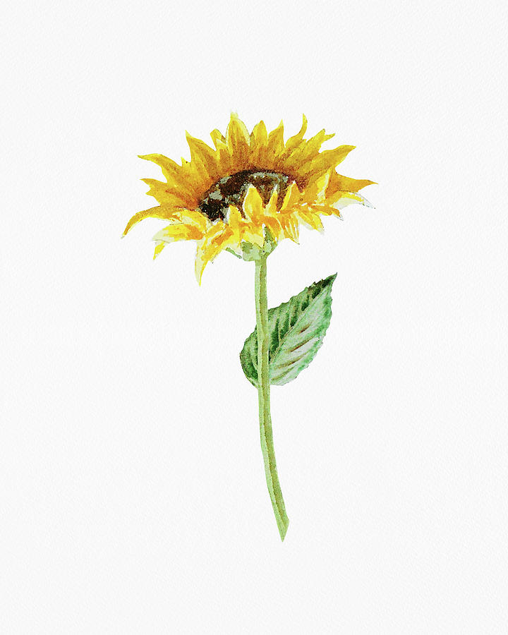 Sunflower Flower Watercolor On White Paper Floral Art Minimalism III Painting by Irina Sztukowski