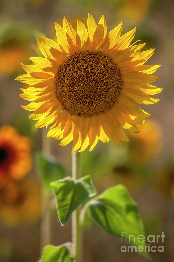 Sunflower, Flower, Yellow, Floral, Gift,  Photograph by David Millenheft