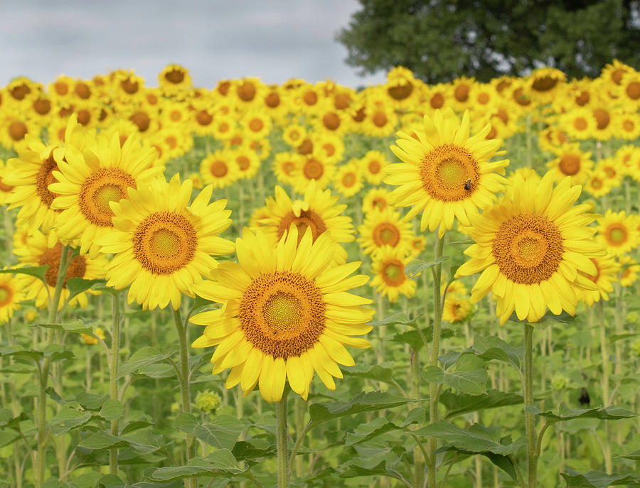 Sunflower Friends  Photograph by Forest Floor Photography