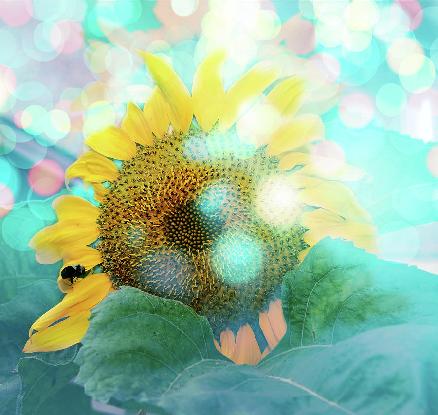 Sunflower Fun Digital Art by Elaine Berger