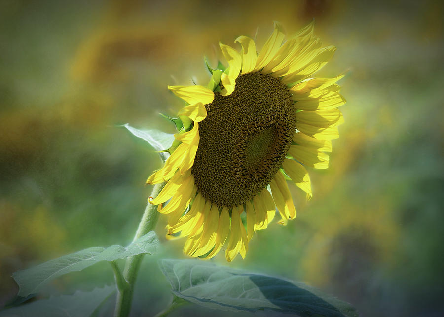 Sunflower Galore  Photograph by Mary Lynn Giacomini