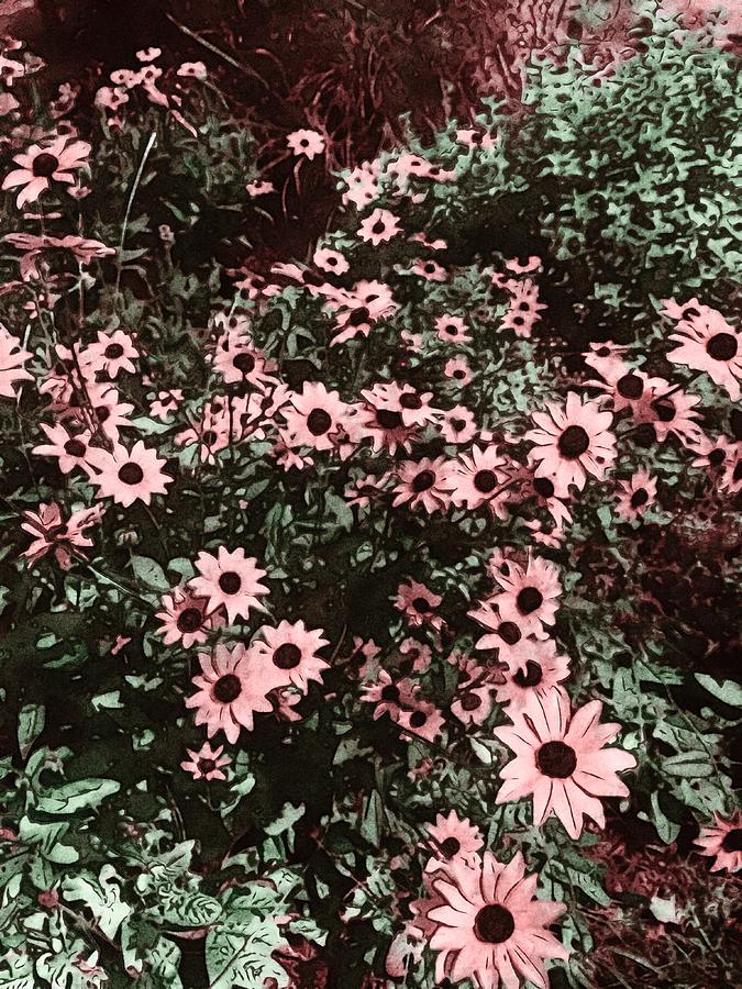 Sunflower Garden In Pink Photograph