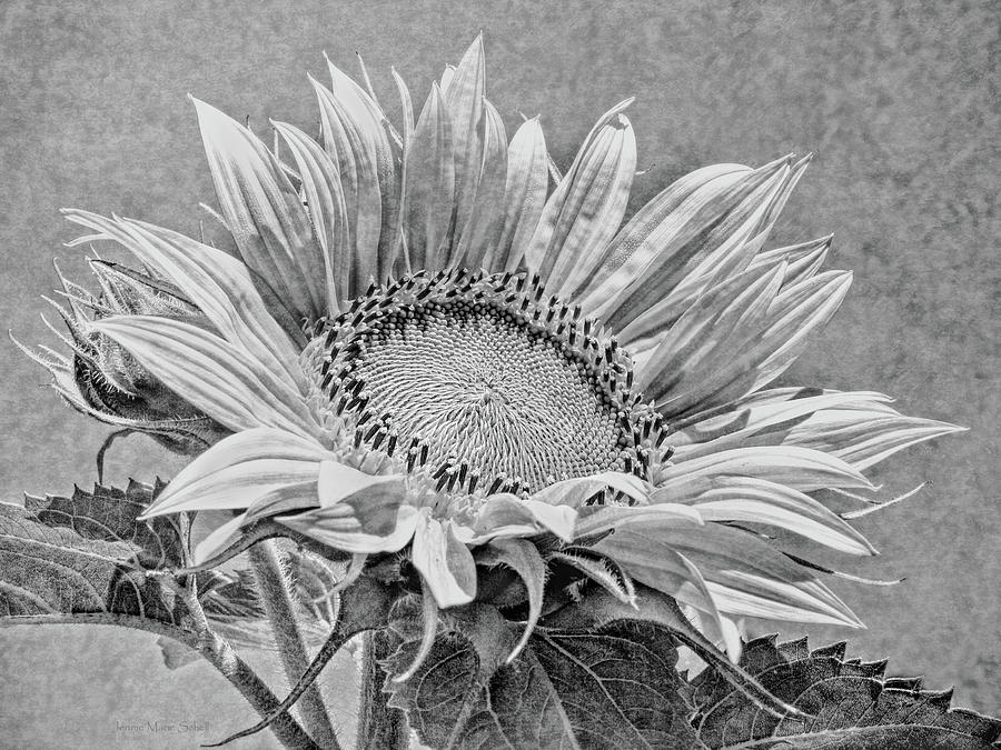 Sunflower Gazing Black and White  Photograph by Jennie Marie Schell