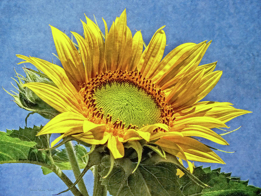 Sunflower Gazing  Photograph by Jennie Marie Schell
