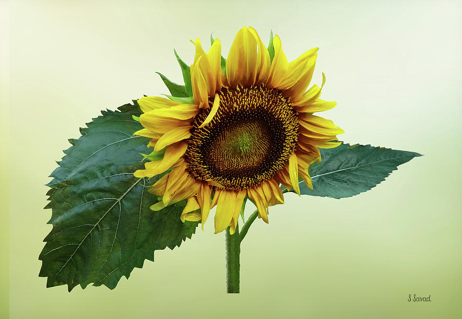 Sunflower Glancing Down Photograph by Susan Savad