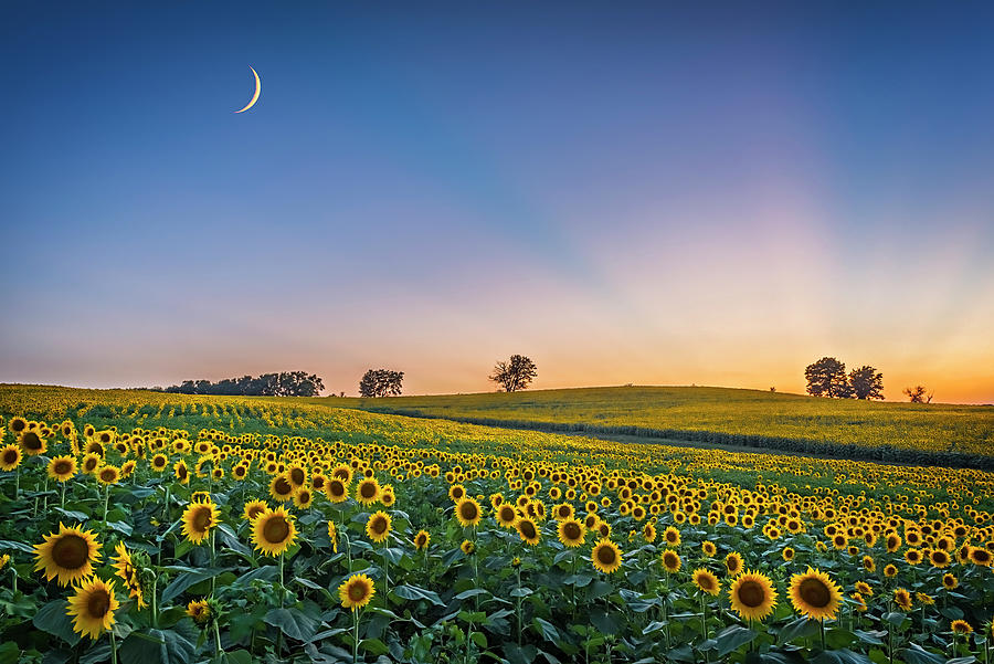 Sunflower Glory Photograph by Brad Mangas