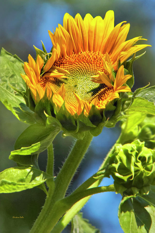 Sunflower Glory Photograph by Christina Rollo