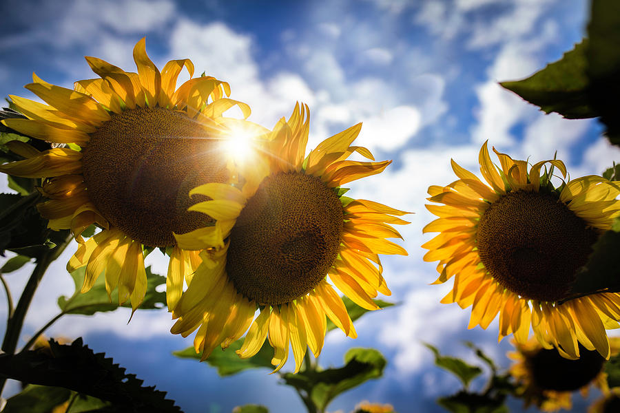 Sunflower Glory Photograph by Nicole Engstrom